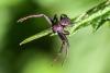 226281 – Photo : Daniel Ventard – France (71)
